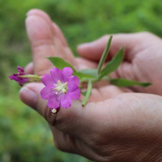 Extract de frunze de Epilobium parviflorum